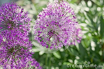 Beautiful balls of purple allium. Summer meddow or garden. Flower close up Stock Photo