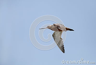 Beautiful bar-tailed Godwit in flight Stock Photo