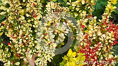 Beautiful barberry. Stock Photo