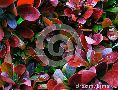 Beautiful barberry with pink, red and green leaves and drops of water Stock Photo