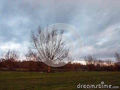 Beautiful bare autumn tree dedham empty countryside sky grass la Stock Photo