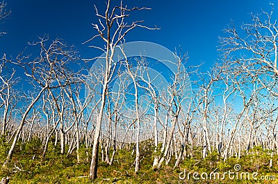 Beautiful bare trees in a park Stock Photo