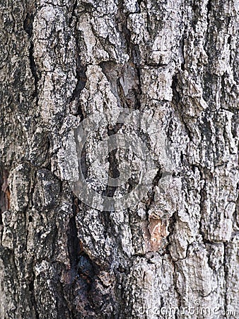 Beautiful bark Stock Photo