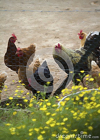 Barnyard Chickens and Buttercups Digitally Painted Stock Photo