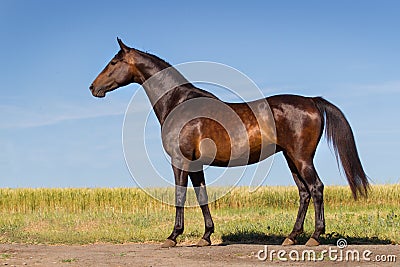 Beautiful bay horse exterior Stock Photo