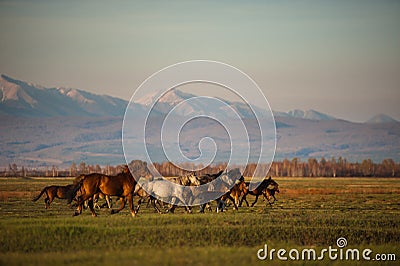 Beautiful bay horse herd grazes in the mountains at sunset, amazing hipster sunny natural background Stock Photo