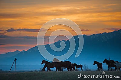 Beautiful bay horse herd grazes in the mountains at sunset, amazing hipster sunny natural background Stock Photo