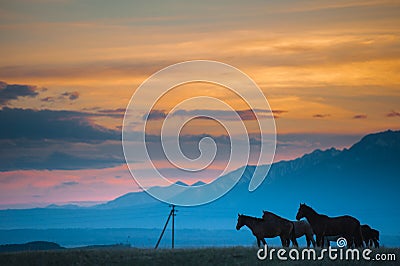 Beautiful bay horse herd grazes in the mountains at sunset, amazing hipster sunny natural background Stock Photo