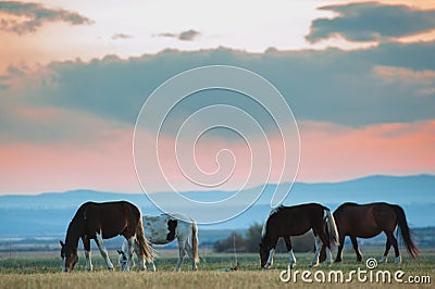 Beautiful bay horse herd grazes in the mountains at sunset, amazing hipster sunny natural background Stock Photo