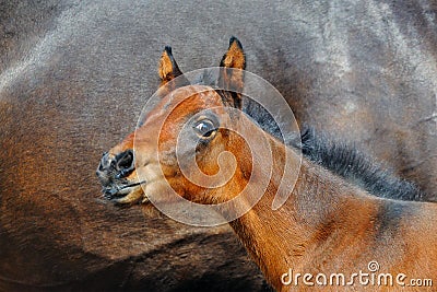 Beautiful bay newborn foal.Portrait Stock Photo