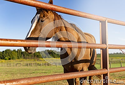 Beautiful Golden Chestnut Horse Near Rustic Fence On Ranch Stock Photo