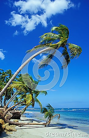 Beautiful Beach with Palm Trees Stock Photo