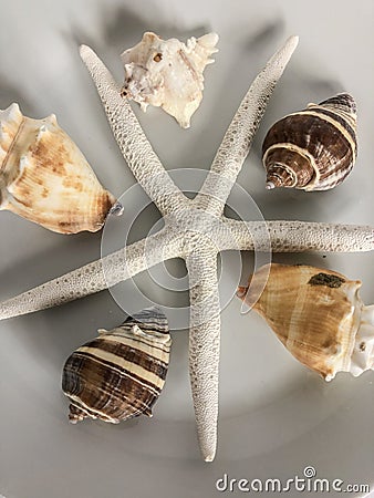 Beautiful beach shells on white background Stock Photo