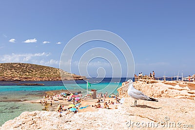 Beautiful beach with turquoise water on the island of Ibiza. Cala Escondida, Balearic Islands. Spain Focus on the seagull, Stock Photo