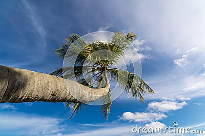 Beautiful beach. View of nice tropical beach with palms around. Stock Photo