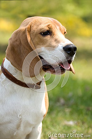 Beautiful Beagle Stock Photo