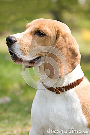 Beautiful Beagle Stock Photo