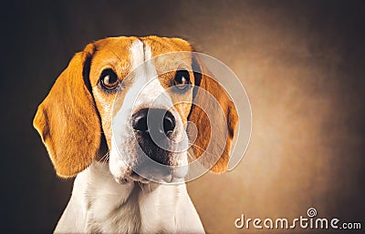 Beautiful beagle dog headshoot isolated on dark brown background Stock Photo