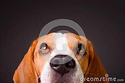 Beautiful beagle dog isolated on black background. Studio shoot. looking up, headshoot portrait Stock Photo