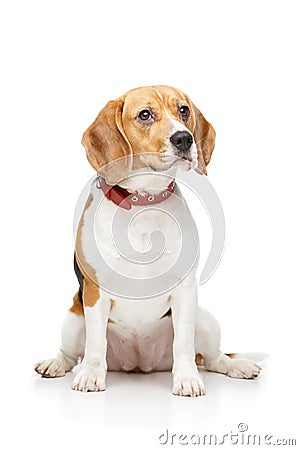 Beautiful beagle dog isolated on white Stock Photo