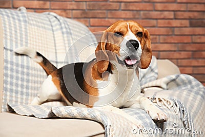 Beautiful beagle dog on sofa indoors. Stock Photo
