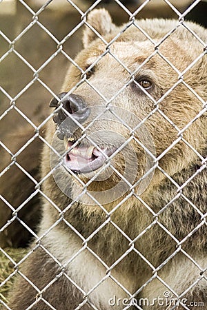 Beautiful bear in captivity Stock Photo