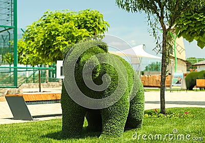 Beautiful bear shaped topiary at zoo. Landscape gardening Stock Photo