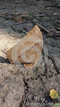 Butterfly Stock Photo