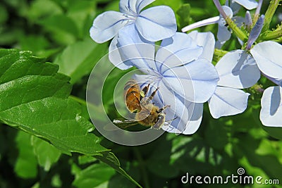 Bee on blue plumbago flower in the garden, closeup Stock Photo