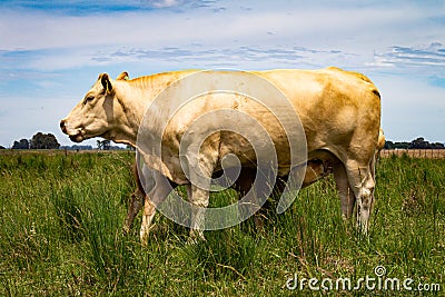 Beautiful beige cows of the blonde aquitaine breed of Europe. Beef animals in the field Stock Photo