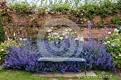 Beautiful bench near colorful blooming purple Nepeta flowers and climbing roses on brick wall Stock Photo