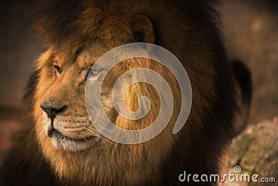 Berber Lion Stock Photo
