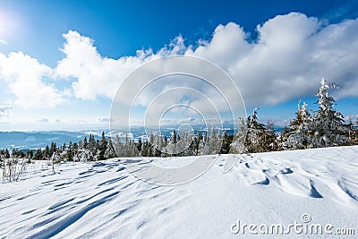 Beautiful bewitching view of the pine and spruce Stock Photo