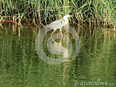 Beautiful big-billed heron waiting for the dam fisherman river water Stock Photo