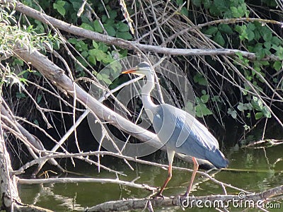 Beautiful big-billed heron waiting for the dam fisherman river water Stock Photo