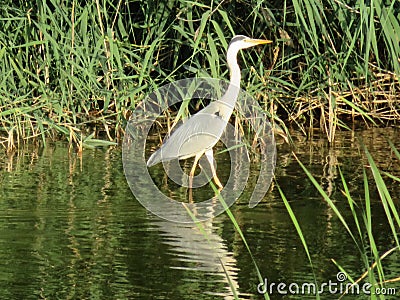 Beautiful big-billed heron waiting for the dam fisherman river water Stock Photo