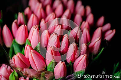 Beautiful big bouquet of close pink tulips with a green leaves in the transparent wrapping paper Stock Photo