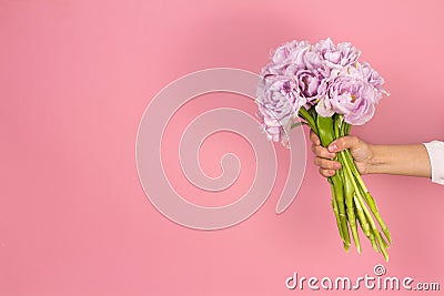 Beautiful big bouquet of double violet tulip flowers in hand on pastel pink background Stock Photo