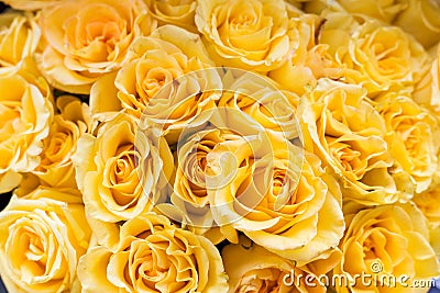 Beautiful big bouquet of yellow roses for the background Stock Photo