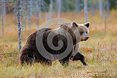 Beautiful big brown bear walking around lake with autumn colours. Dangerous animal in nature forest and meadow habitat. Wildlife Stock Photo