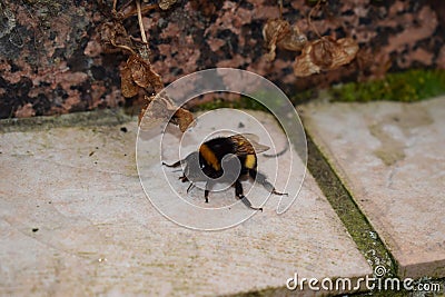beautiful big bumblebee drinking sugar water to regain energy Stock Photo