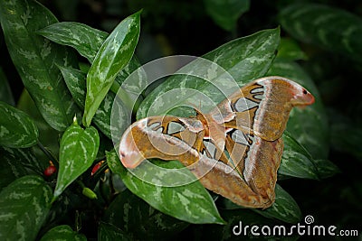 Beautiful big butterfly, Giant Atlas Moth, Attacus atlas, in habitat, India. Wildlife in Asia. Largest butterfly around the world. Stock Photo