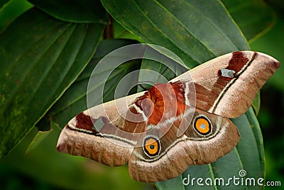 Beautiful big butterfly Gonimbrasia belina is a species of moth found in much of Southern Africa, whose large edible caterpillar, Stock Photo