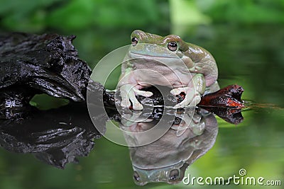 Tree fog, dumpy frog looking something on reflection Stock Photo
