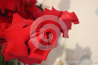 Beautiful big Frech Red Roses in bloom Stock Photo