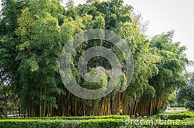 Beautiful big golden bamboo Phyllostachys aureosulcata `Aureocaulis`. Evergreen graceful plant in spring Arboretum Park Stock Photo