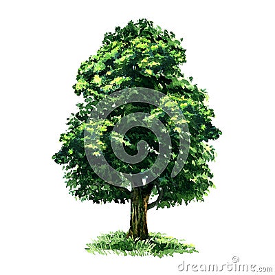 Beautiful big green deciduous tree, garden or forest element for print design, isolated, hand drawn watercolor Cartoon Illustration