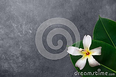 Beautiful big green ficus leaves tropical flower on gray cement background. Organic Cosmetics Wellness spa body care purity Stock Photo