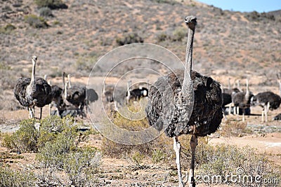 Beautiful big ostriches on a farm in Oudtshoorn, Little Karoo, in South Africa Stock Photo