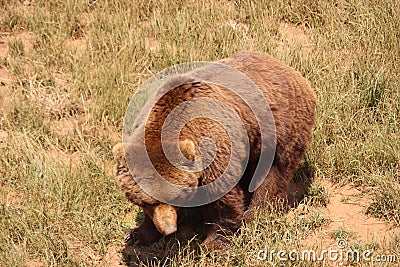 Beautiful big wild brown bear dangerous Spanish claws Stock Photo